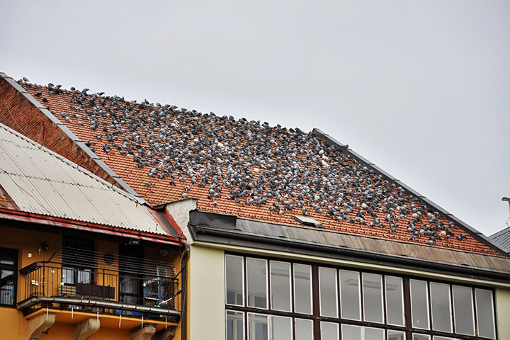 A2B Pest Control are able to install spikes to deter birds from roofs in Rawtenstall. 