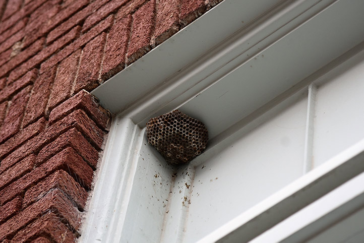 We provide a wasp nest removal service for domestic and commercial properties in Rawtenstall.